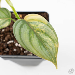 Philodendron Brandtianum Variegated (wk25-D)