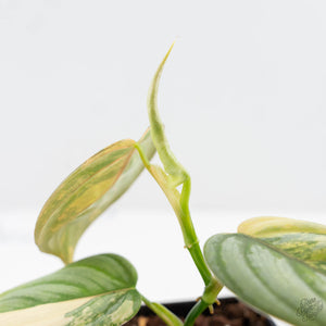 Philodendron Brandtianum Variegated (wk25-D)