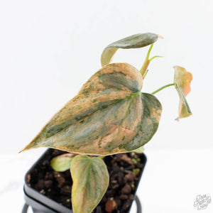 Philodendron Brandtianum Pink Variegated (wk28-UO)