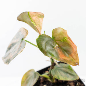 Philodendron Brandtianum Pink Variegated (wk28-UO)