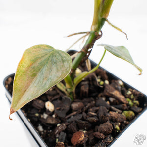 Philodendron Brandtianum Pink Variegated (wk28-UO)