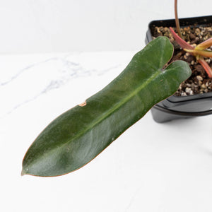 Philodendron 'Brown Beauty' ('Black Billietiae' x 'Florida Beauty') (wk35-L201)