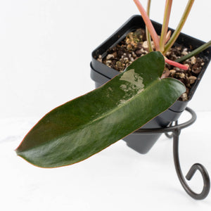 Philodendron 'Brown Beauty' ('Black Billietiae' x 'Florida Beauty') (wk35-L201)
