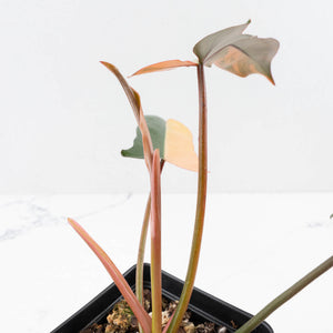 Philodendron 'Brown Beauty' ('Black Billietiae' x 'Florida Beauty') (wk35-L201)