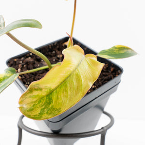 Philodendron 'Brown Beauty' ('Black Billietiae' x 'Florida Beauty') (wk30-Q)
