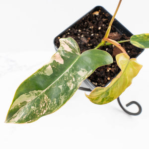 Philodendron 'Brown Beauty' ('Black Billietiae' x 'Florida Beauty') (wk30-Q)