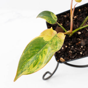 Philodendron 'Brown Beauty' ('Black Billietiae' x 'Florida Beauty') (wk30-Q)