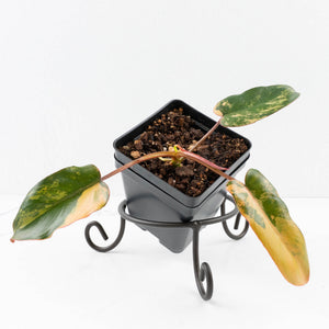Philodendron 'Brown Beauty' ('Black Billietiae' x 'Florida Beauty') (wk33-L16)
