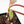 Philodendron 'Brown Beauty' ('Black Billietiae' x 'Florida Beauty') (wk36-L241)