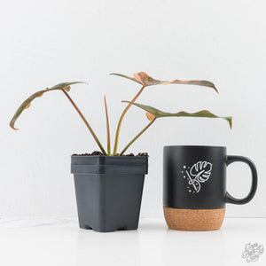 Philodendron 'Brown Beauty' ('Black Billietiae' x 'Florida Beauty') (wk28-D)