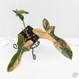Philodendron 'Brown Beauty' ('Black Billietiae' x 'Florida Beauty') (wk28-D)