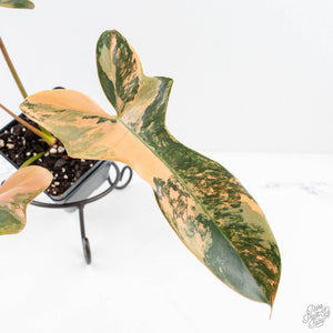 Philodendron 'Brown Beauty' ('Black Billietiae' x 'Florida Beauty') (wk28-D)