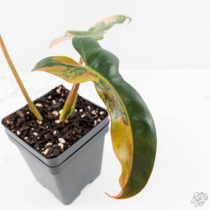Philodendron 'Brown Beauty' ('Black Billietiae' x 'Florida Beauty') (wk28-D)