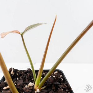 Philodendron 'Brown Beauty' ('Black Billietiae' x 'Florida Beauty') (wk28-D)
