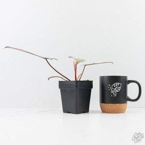 Philodendron 'Brown Beauty' ('Black Billietiae' x 'Florida Beauty') (wk29-E)