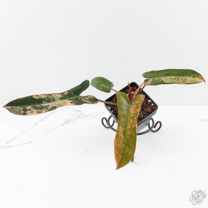 Philodendron 'Brown Beauty' ('Black Billietiae' x 'Florida Beauty') (wk29-E)