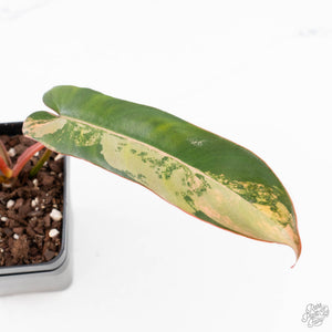 Philodendron 'Brown Beauty' ('Black Billietiae' x 'Florida Beauty') (wk29-E)