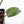 Philodendron 'Brown Beauty' ('Black Billietiae' x 'Florida Beauty') (wk29-E)