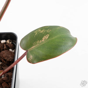 Philodendron 'Brown Beauty' ('Black Billietiae' x 'Florida Beauty') (wk29-E)