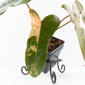 Philodendron 'Brown Beauty' ('Black Billietiae' x 'Florida Beauty') (wk31-N)