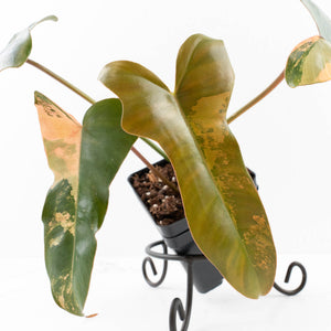 Philodendron 'Brown Beauty' ('Black Billietiae' x 'Florida Beauty') (wk31-N)