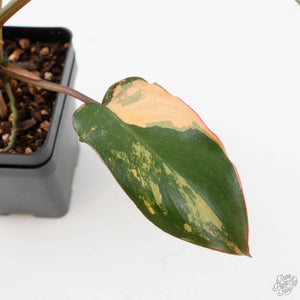 Philodendron 'Brown Beauty' ('Black Billietiae' x 'Florida Beauty') (wk40-L16)