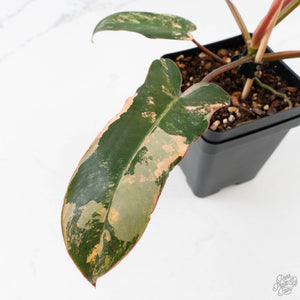 Philodendron 'Brown Beauty' ('Black Billietiae' x 'Florida Beauty') (wk40-L16)