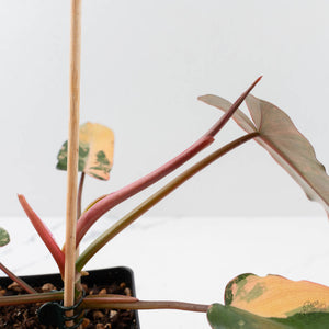 Philodendron 'Brown Beauty' ('Black Billietiae' x 'Florida Beauty') (wk40-L16)
