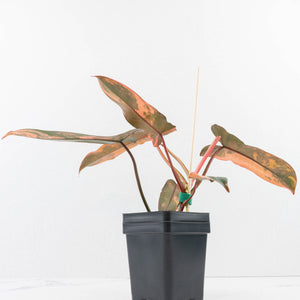 Philodendron 'Brown Beauty' ('Black Billietiae' x 'Florida Beauty') (wk32-K)