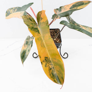Philodendron 'Brown Beauty' ('Black Billietiae' x 'Florida Beauty') (wk32-K)