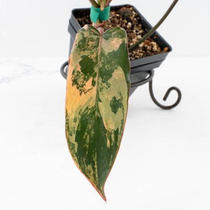 Philodendron 'Brown Beauty' ('Black Billietiae' x 'Florida Beauty') (wk32-K)