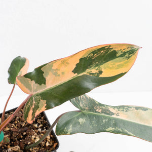 Philodendron 'Brown Beauty' ('Black Billietiae' x 'Florida Beauty') (wk32-K)