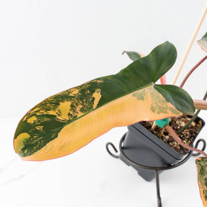 Philodendron 'Brown Beauty' ('Black Billietiae' x 'Florida Beauty') (wk32-K)