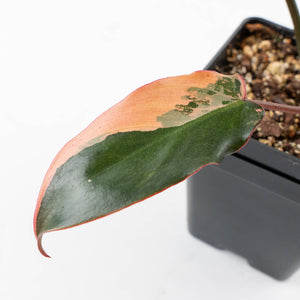 Philodendron 'Brown Beauty' ('Black Billietiae' x 'Florida Beauty') (wk32-K)