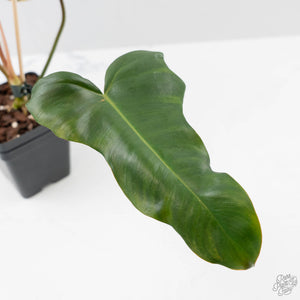 Philodendron 'Brown Beauty' ('Black Billietiae' x 'Florida Beauty') (wk42-L379)