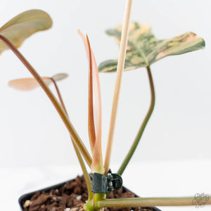 Philodendron 'Brown Beauty' ('Black Billietiae' x 'Florida Beauty') (wk42-L379)