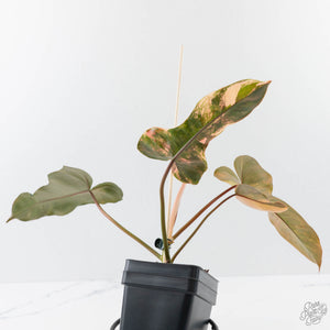 Philodendron 'Brown Beauty' ('Black Billietiae' x 'Florida Beauty') (wk42-L379)