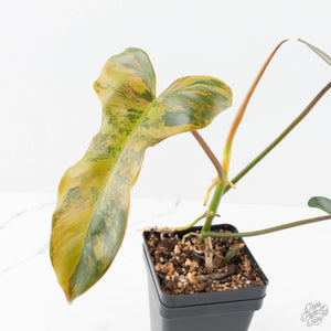 Philodendron 'Brown Beauty' ('Black Billietiae' x 'Florida Beauty') (wk20-H)