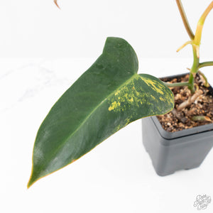 Philodendron 'Brown Beauty' ('Black Billietiae' x 'Florida Beauty') (wk20-H)
