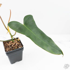 Philodendron 'Brown Beauty' ('Black Billietiae' x 'Florida Beauty') (wk20-H)