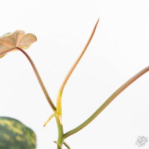 Philodendron 'Brown Beauty' ('Black Billietiae' x 'Florida Beauty') (wk20-H)