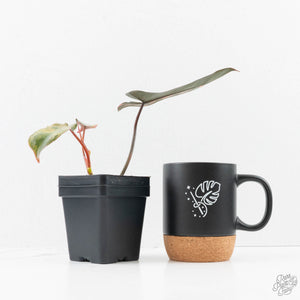 Philodendron 'Brown Beauty' ('Black Billietiae' x 'Florida Beauty') (wk24-K)