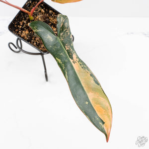 Philodendron 'Brown Beauty' ('Black Billietiae' x 'Florida Beauty') (wk24-K)