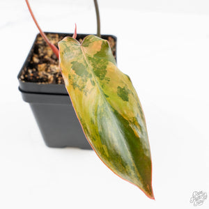 Philodendron 'Brown Beauty' ('Black Billietiae' x 'Florida Beauty') (wk24-K)