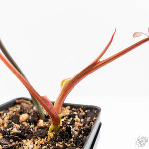 Philodendron 'Brown Beauty' ('Black Billietiae' x 'Florida Beauty') (wk24-K)