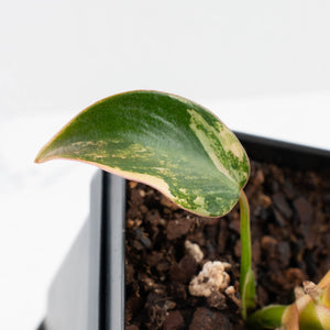 Philodendron 'Brown Beauty' ('Black Billietiae' x 'Florida Beauty') (wk37-L137)