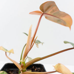 Philodendron 'Brown Beauty' ('Black Billietiae' x 'Florida Beauty') (wk37-L137)
