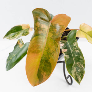 Philodendron 'Brown Beauty' ('Black Billietiae' x 'Florida Beauty') (wk37-L137)