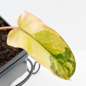 Philodendron 'Brown Beauty' ('Black Billietiae' x 'Florida Beauty') (wk37-L137)