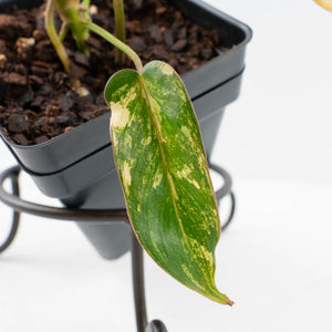 Philodendron 'Brown Beauty' ('Black Billietiae' x 'Florida Beauty') (wk37-L137)